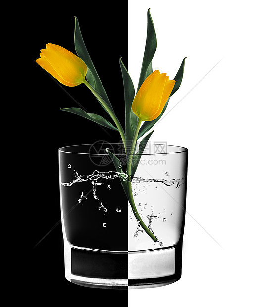 黄色郁金香和水玻璃图片