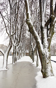 有雪的冬树小巷图片