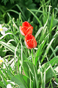 两个红色郁金香粉色领导绿色花瓣植物群季节花园叶子阳光天空图片