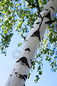 青绿小叶子的树枝分支机构环境植物公园树木树干树叶天空蓝色生长图片
