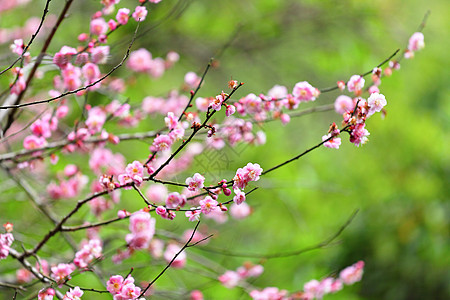 梅花花衬套美丽季节植物群粉色乡村花期植物李子花瓣图片