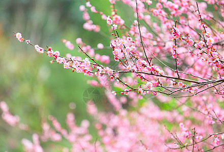 梅花花花朵李子季节粉色植物群乡村花瓣花期美丽园艺图片