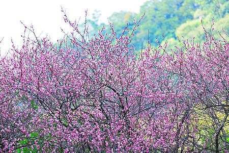 梅花花期季节李子植物群乡村粉色衬套花瓣植物园艺图片