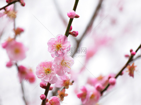 梅花花期宏观花朵粉色季节美丽李子衬套乡村植物群图片