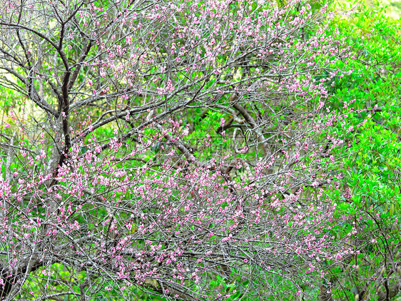 梅花植物花期宏观园艺季节植物群衬套粉色李子花瓣图片