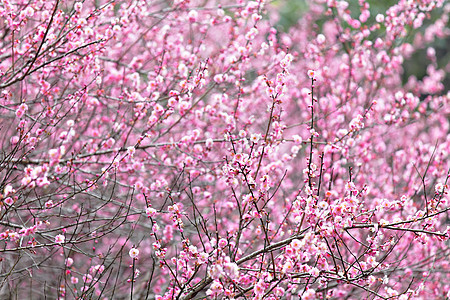 梅花衬套植物群植物宏观季节花期粉色乡村园艺花瓣图片