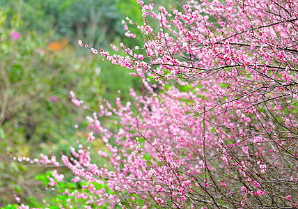 梅花季节粉色宏观乡村园艺李子花朵植物群花期植物图片