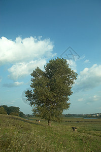 孤独的树牧场绿色风景荒野叶子季节图片