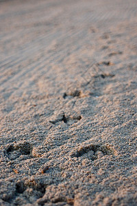 脚印假期棕色动物踪迹海滩跑步掌印黄色背景图片
