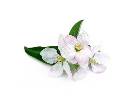 鲜花白色花瓣绿色生活植物粉色花序季节性叶子图片