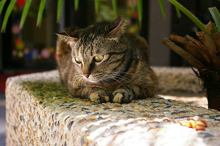 一只猫鼻子植物姿势木头宠物毛皮女性公园太阳花园图片