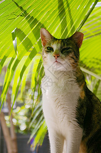 一只猫坐着毛皮头发小猫虎斑猫咪宠物花园鼻子公园猫科动物图片