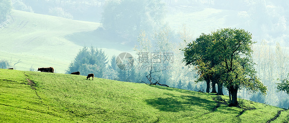 法语地区树木草地日落场景农业阳光绿色植物场地风景图片