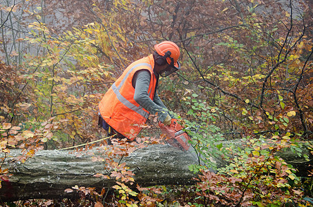 伐木工人和林木工人成年人森林工作木材手套链锯安全男性林业图片