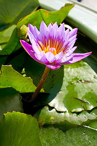 浅蓝色莲花橙子晴天礼物叶子展示植物宏观植物群园艺场地图片