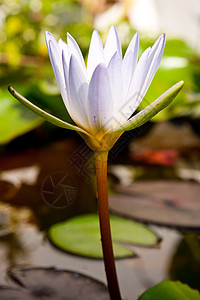 白莲花是独一无二的展示礼物植物群植物学橙子花园植物花瓣园艺宏观背景图片