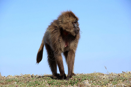 埃塞俄比亚 Baboon野生动物动物动物群荒野男性灵长类猿猴图片