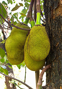 杰克水果饮食维生素异国生活菠萝蜜树干热带食物植物群农业图片