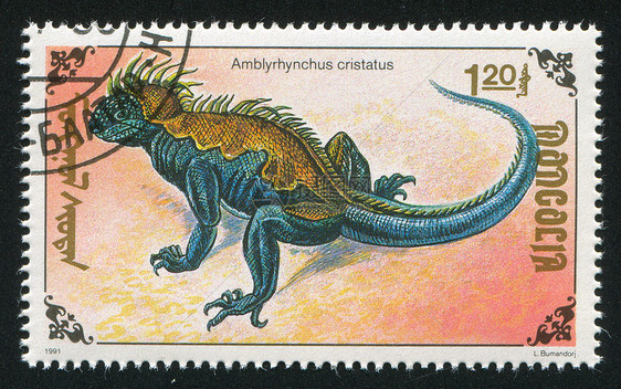 蜥蜴动物群信封邮件尾巴生物邮戳海豹沙漠邮票荒野图片