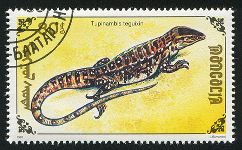 蜥蜴沙漠野生动物邮件爬行动物动物群邮票海豹蜥蜴人脊椎动物荒野图片