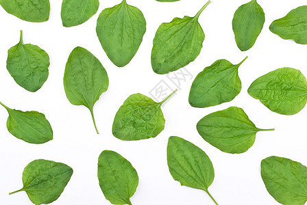 草药 草叶医疗草本植物草本植物白色绳索绿色叶子芭蕉背景图片