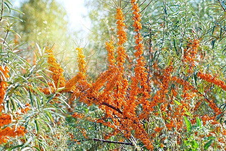 海角花园药品季节衬套浆果生活食物橙子叶子养分图片