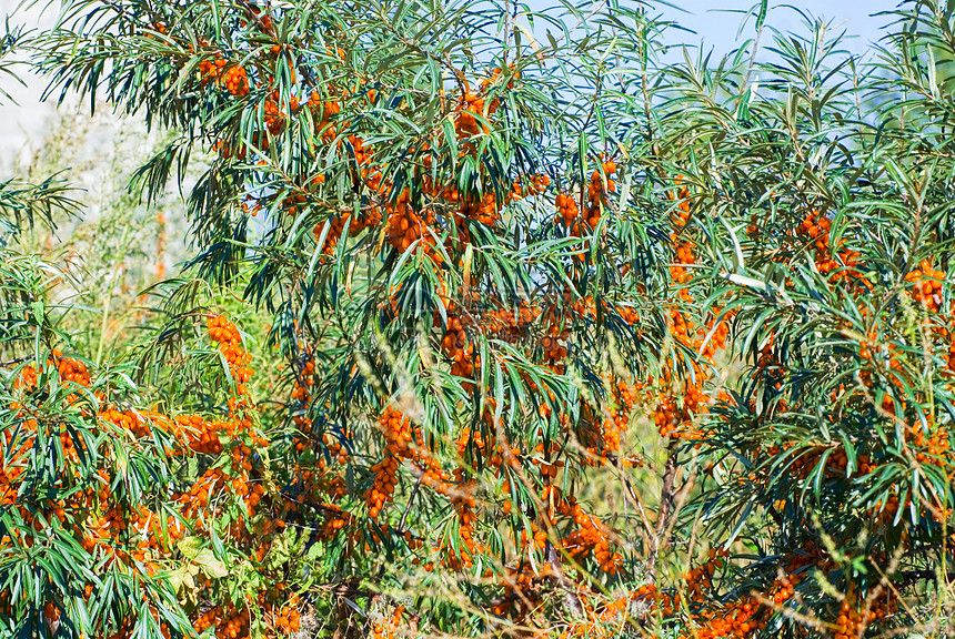 海角生活养分浆果食物花园沙棘阳光植物叶子收成图片