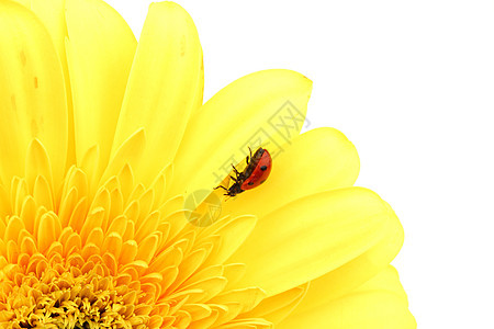 黄色花朵上的拖拉器太阳雏菊花园草地花瓣天空植物群昆虫宏观叶子图片
