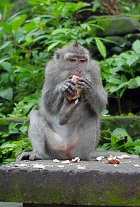 吃猴猴肉动物园旅行动物猴子游猎热带丛林森林灵长类乌布图片