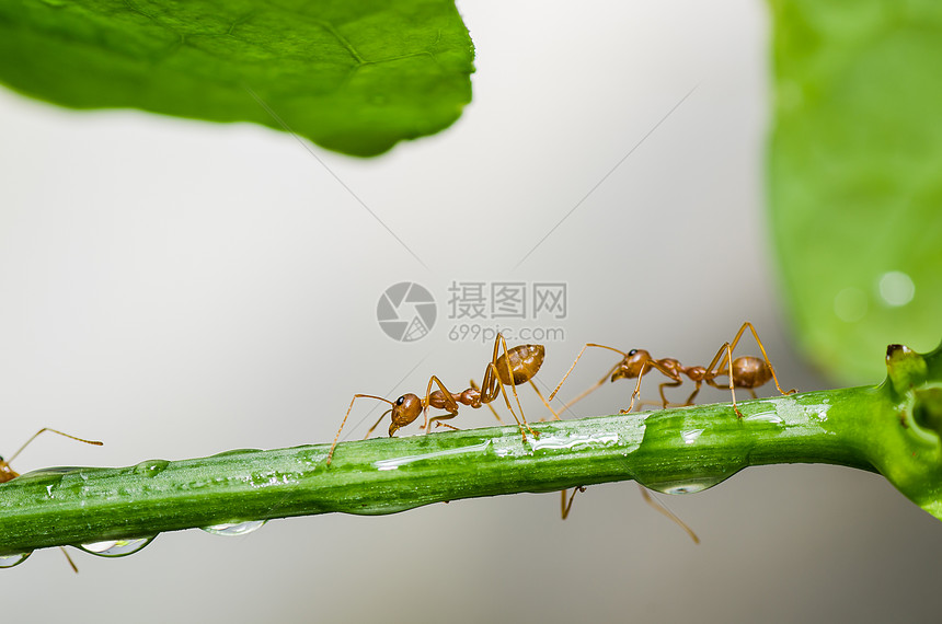 绿色性质的红蚂蚁橙子工人水平野生动物损害红色宏观生物昆虫漏洞图片