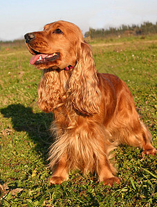 可卡犬犬类棕色宠物动物黑色小狗打猎场地图片