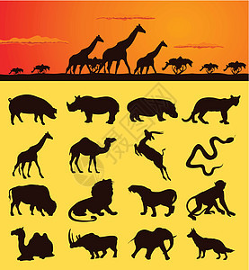 非洲非洲动物插图羚羊水牛阴影动物群天空荒野猎豹电脑犀牛图片
