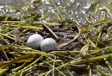 角食糖蛋野生动物水禽白色荒野棕色动物鸟类黑色图片