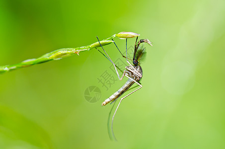 蚊子本性叶子眼睛宏观热带害虫女性疾病昆虫绿色图片