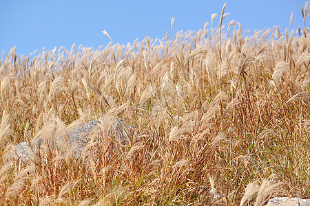 银草和蓝天牧场植物花瓣野花高山植物学宏观天空草本植物植物群图片