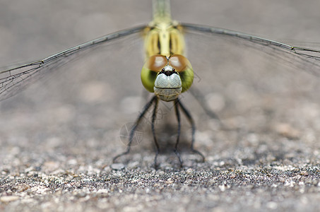 花园中的绿色追逐者翅膀宏观蜻蜓漏洞生活眼睛野生动物昆虫图片