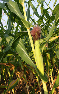 玉米耳农场叶子树叶麦田农业内核场地农作物秸秆玉米地图片