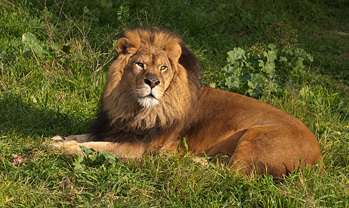 狮子狮母狮鬃毛食肉动物野生动物狮子哺乳动物豹属女性男性图片