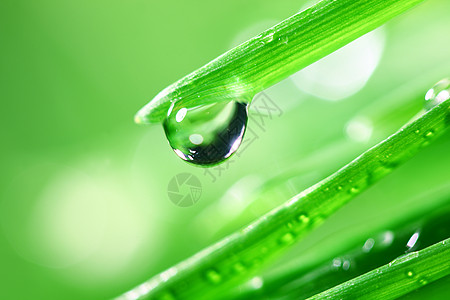 大水滴树叶气候背景草本植物液体叶子花园雨滴生长环境图片