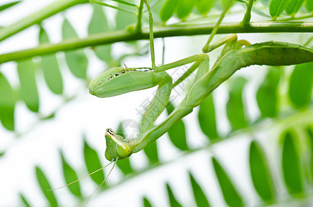 绿性白蚁昆虫螳螂猎人捕食者宏观绿色天线爪子荒野眼睛图片