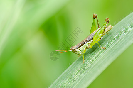 绿色天然的蚱蜢花园肌肉蟋蟀荒野刺槐翅膀宏观叶子害虫图片
