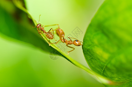 绿色性质的红蚂蚁漏洞生物损害宏观橙子红色工人水平昆虫野生动物图片
