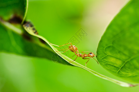 绿色性质的红蚂蚁野生动物宏观生物水平损害橙子红色漏洞工人昆虫图片
