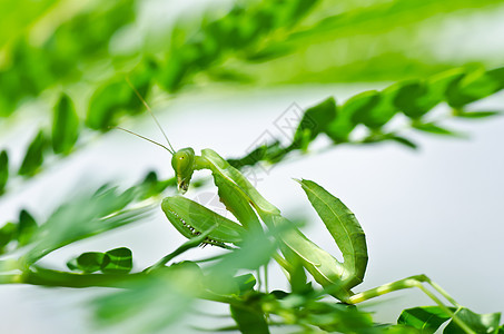 绿性白蚁猎人昆虫荒野天线爪子螳螂叶子绿色野生动物眼睛图片