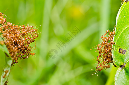 绿色性质的红蚂蚁橙子工人宏观生物漏洞损害野生动物昆虫红色水平图片