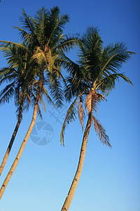 椰子树椰子绿色热带棕榈天空叶子图片