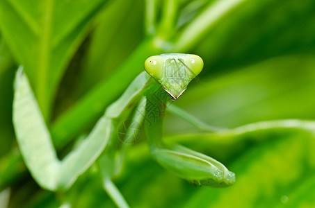 发怒的螳螂节肢动物祈祷高清图片