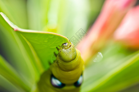 绿性白蚁昆虫荒野爪子生活叶子绿色漏洞猎人野生动物螳螂图片