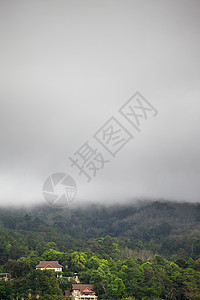 雨下森林植物群国家房屋平房丘陵照片倾盆大雨丛林环境天空图片