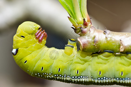 绿绿色的蠕虫食物纺纱生物学蜜蜂荒野环境昆虫生态丝绸叶子背景图片